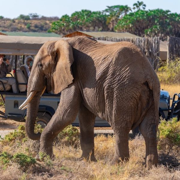 Wildlife Safari Tanzania and Zanzibar 11 Days